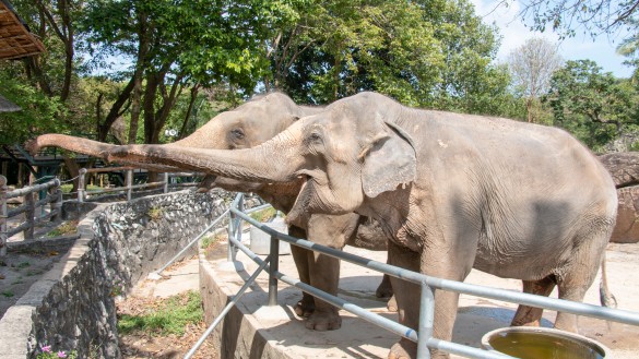 https://www.tikatadeals.com/zoo elephant